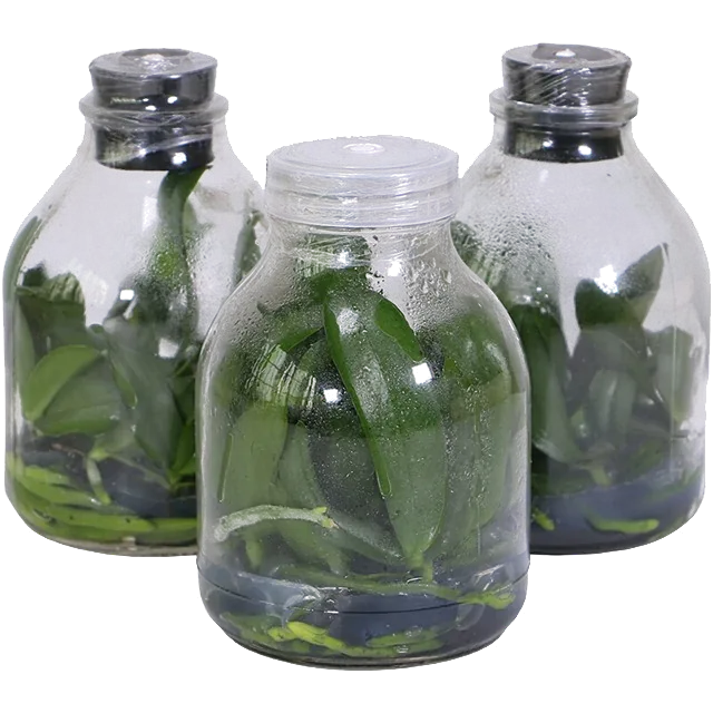 Phalaenopsis seedlings growing inside sealed transparent culture bottles