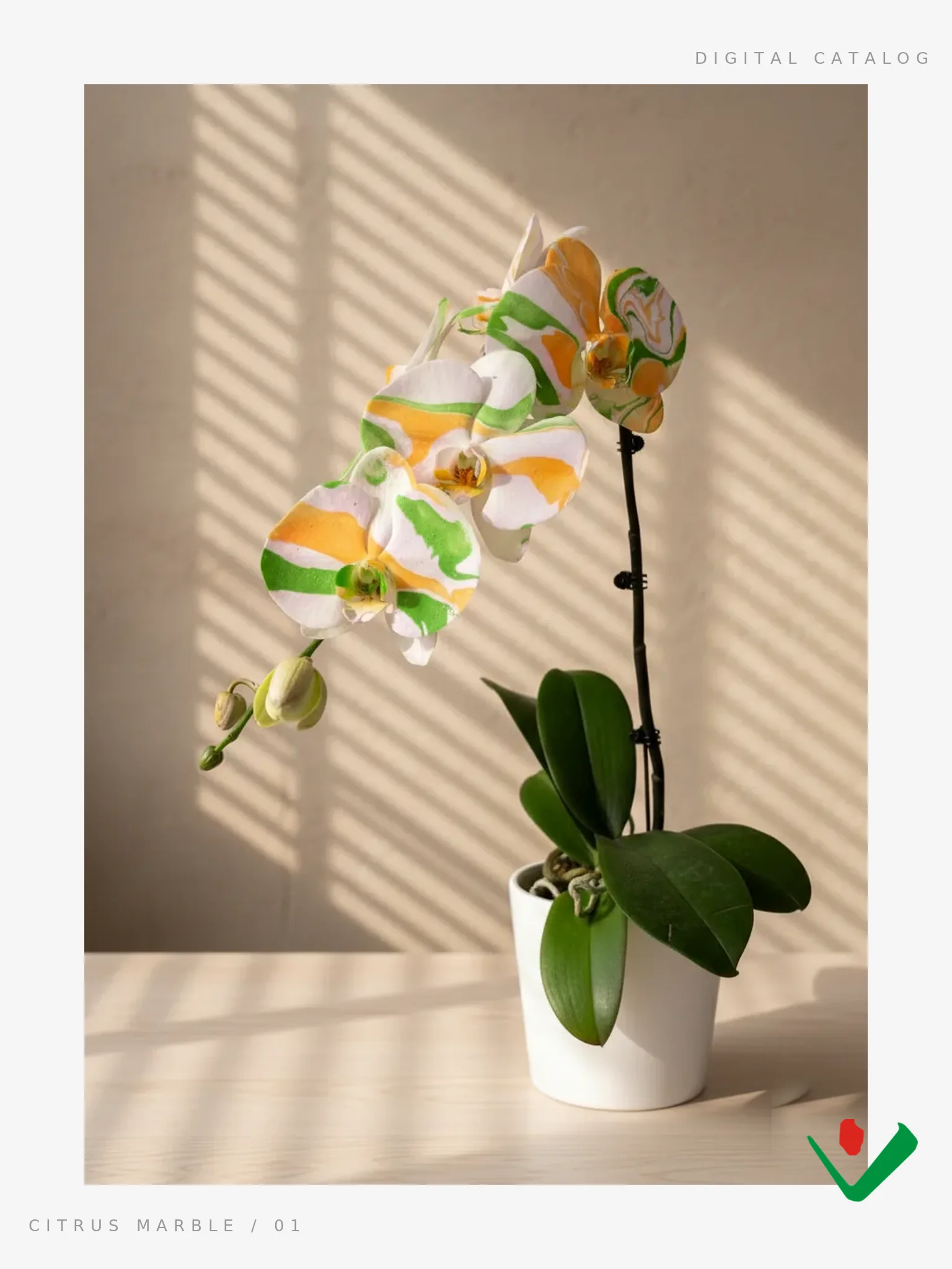 A potted orange-and-green Constellation orchid in raking window light