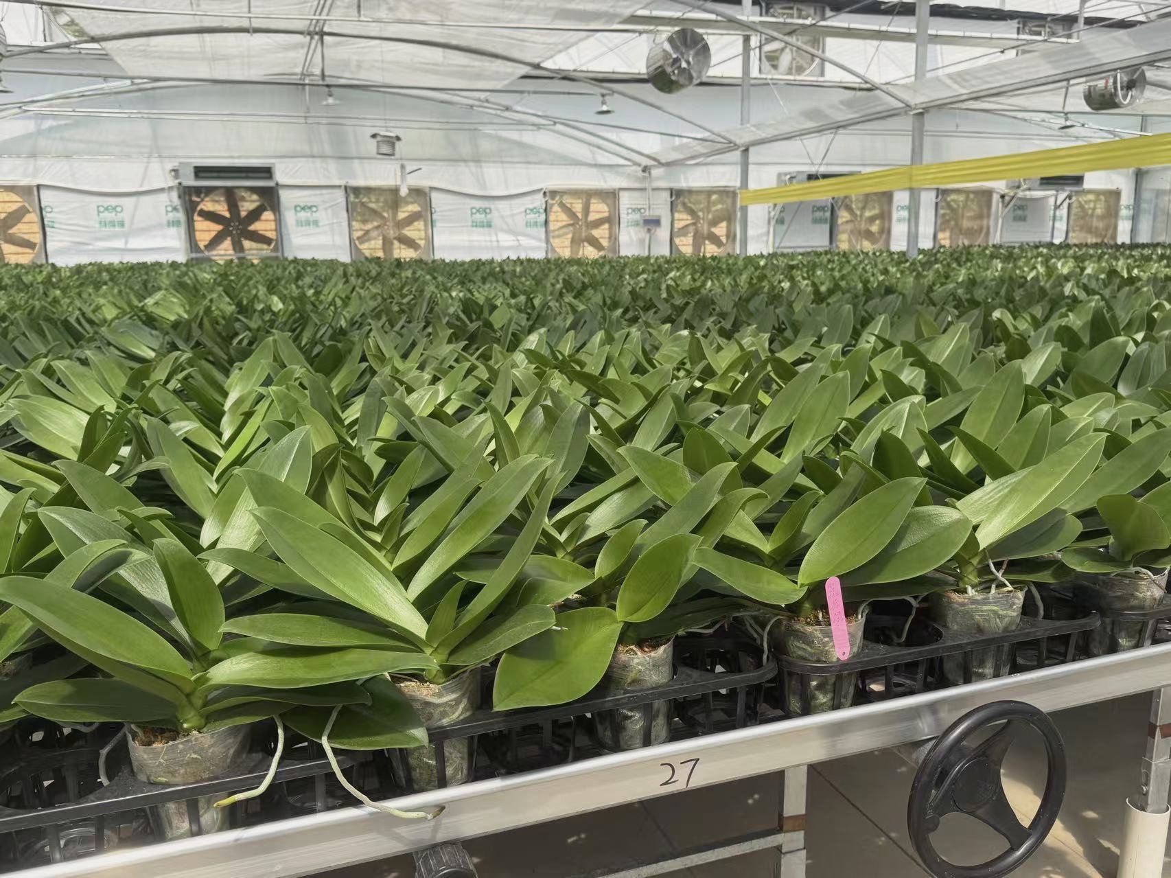 Vegetative growth benches under climate control