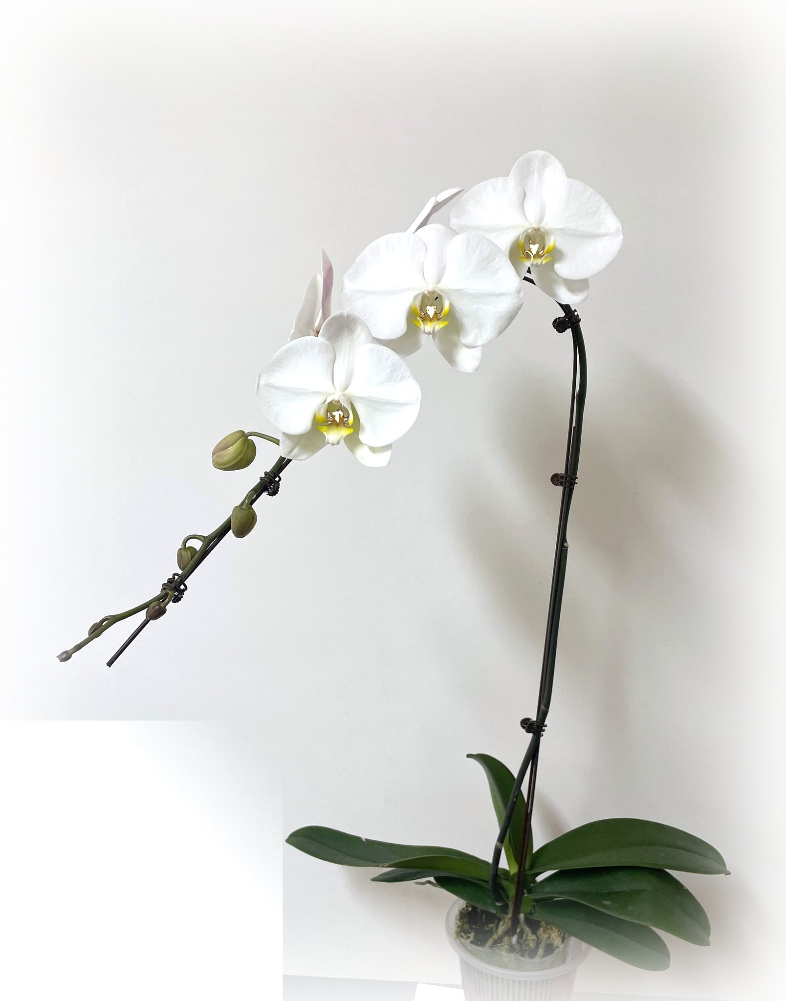 Pot Flower — a blooming Phalaenopsis in a clear culture cup, healthy roots visible