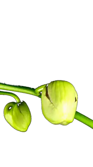 Time-lapse of a Phalaenopsis bloom opening on the page itself